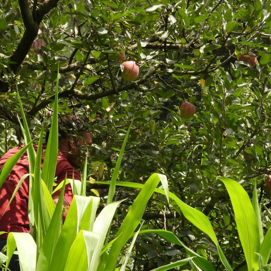 מלון The Royal Orchard קאסול מראה חיצוני תמונה